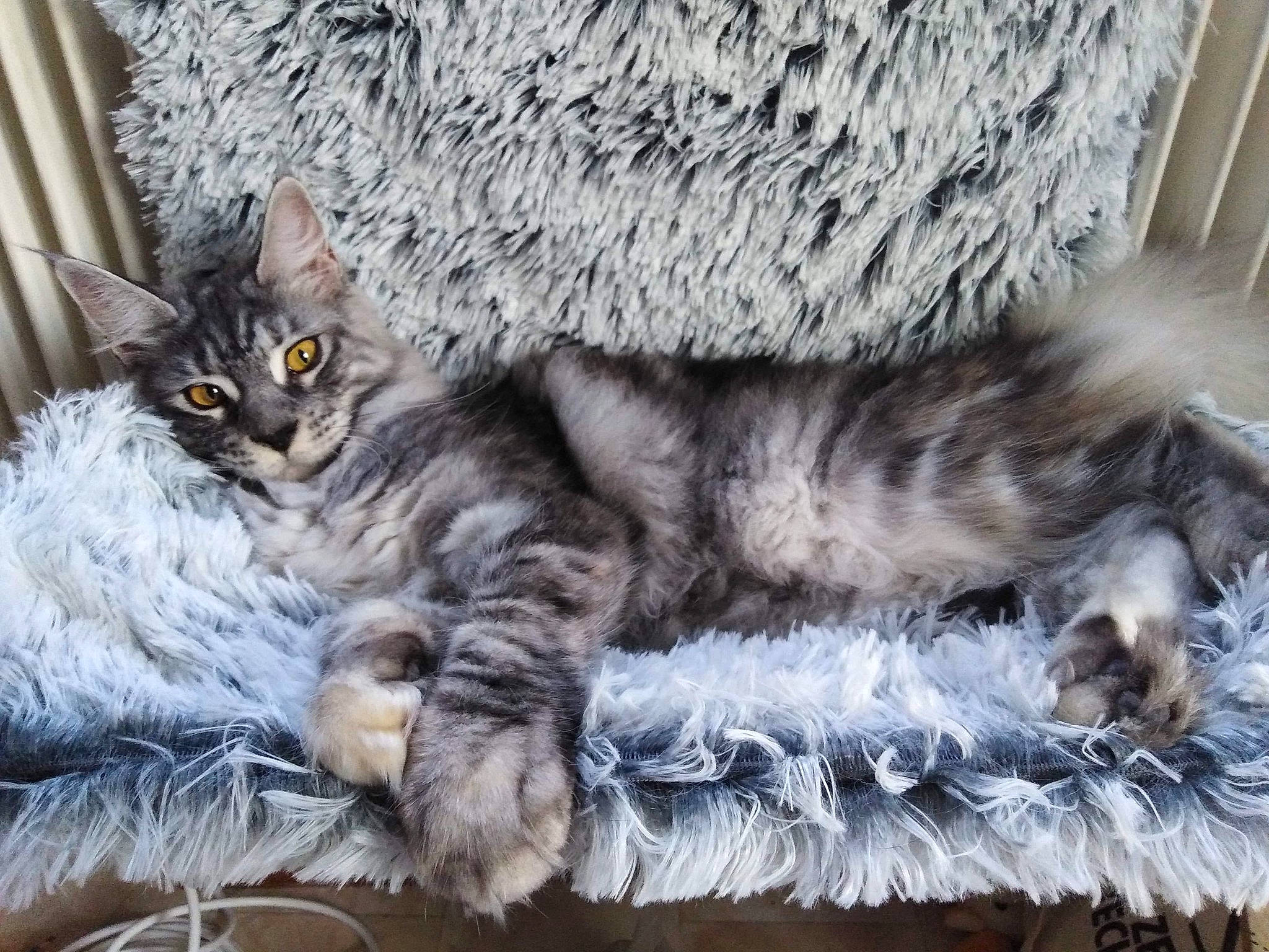 Phéline participe au concours pour gagner de l'argent avec cette photo : asian, british_longhair, british_semi_longhair, carnivore, cat, domestic_long_haired_cat, dragon_li, european_shorthair, felidae, fur, maine_coon, mammal, norwegian_forest_cat, pixie_bob, siberian, small_to_medium_sized_cats, tabby_cat, vertebrate, whiskers, wild_cat