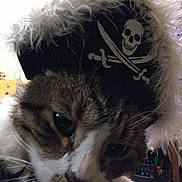 Neutrino is registered to the contest to win money with this photo: cat, pirate_hat, close_up, indoor, pet, animal, fur, whiskers, costume, skull, crossbones, curious, face, headwear, fluffy, domestic_cat, brown, white, black, eye