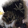 cat, pirate_hat, close_up, indoor, pet, animal, fur, whiskers, costume, skull, crossbones, curious, face, headwear, fluffy, domestic_cat, brown, white, black, eye