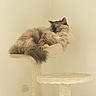 Nova a rejoint le concours — aidez-le/la à gagner de superbes lots ! cat, fluffy, sleeping, cat_tree, indoor, beige, pet, feline, cozy, resting, fur, animal, corner, quiet, relaxed, home, perch, mammal, cute, domestic