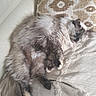 Nova participe au concours pour gagner de l'argent avec cette photo : cat, fluffy, sleeping, couch, pillow, blanket, beige, cozy, indoor, pet, fur, relaxation, home, resting, animal, comfort, soft, tail, cute, feline