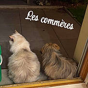 Nova participe au concours pour gagner de l'argent avec cette photo : cat, dog, pet, fluffy, sitting, doorstep, nighttime, patio, tile_floor, fur, companions, outside, animal, cute, domestic, quiet, relaxed, friendship, text_overlay, gazing