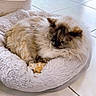 cat, fluffy, sleeping, pet_bed, cozy, indoor, tile_floor, relaxing, animal, furry, resting, domestic, cute, soft, home, quiet, comfortable, nap, feline, peaceful