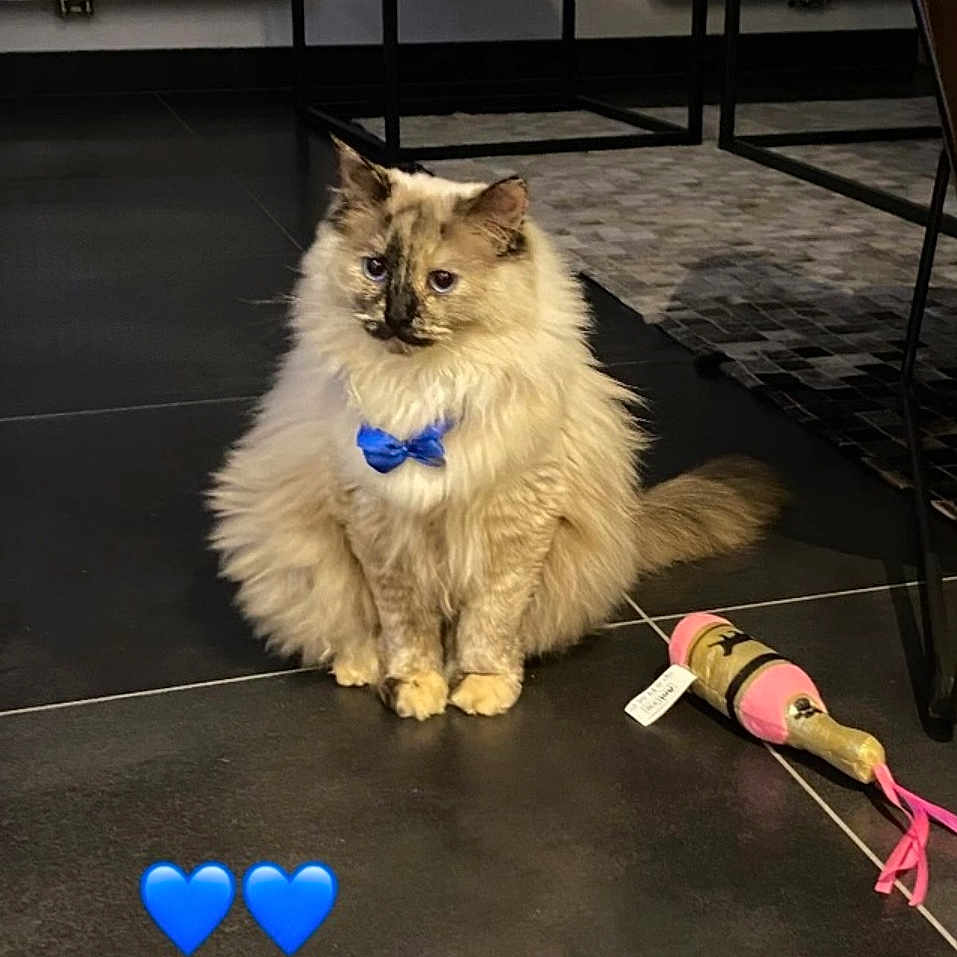 Nova a rejoint le concours — aidez-le/la à gagner de superbes lots ! cat, fluffy, blue_bow_tie, toy, floor, indoor, furniture, rug, animal, pet, cute, sitting, playful, domestic_cat, bow_tie, champagne_bottle_toy, black_floor, decor, blue_heart_emoji, close_up