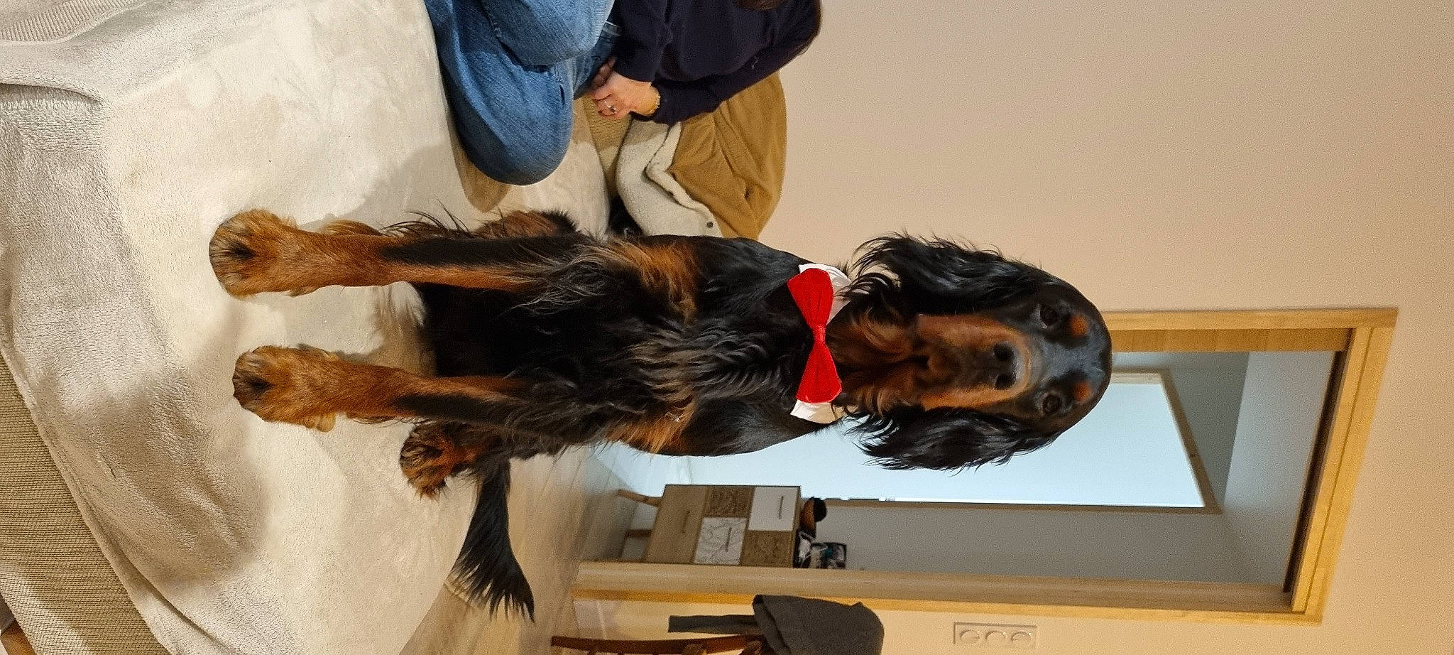 Sparrow participe au concours pour gagner de l'argent avec cette photo : canidae, carnivore, collar, companion_dog, dog, dog_breed, dog_collar, fur, giant_dog_breed, guard_dog, leash, liver, sporting_group, tail, terrier, wood, working_animal, working_dog