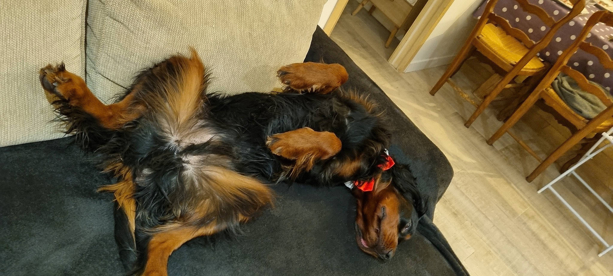 Sparrow participe au concours pour gagner de l'argent avec cette photo : canidae, carnivore, chair, collar, companion_dog, dog, dog_breed, dog_supply, flooring, fur, guard_dog, hardwood, liver, sporting_group, table, tail, terrier, wood, working_animal, working_dog