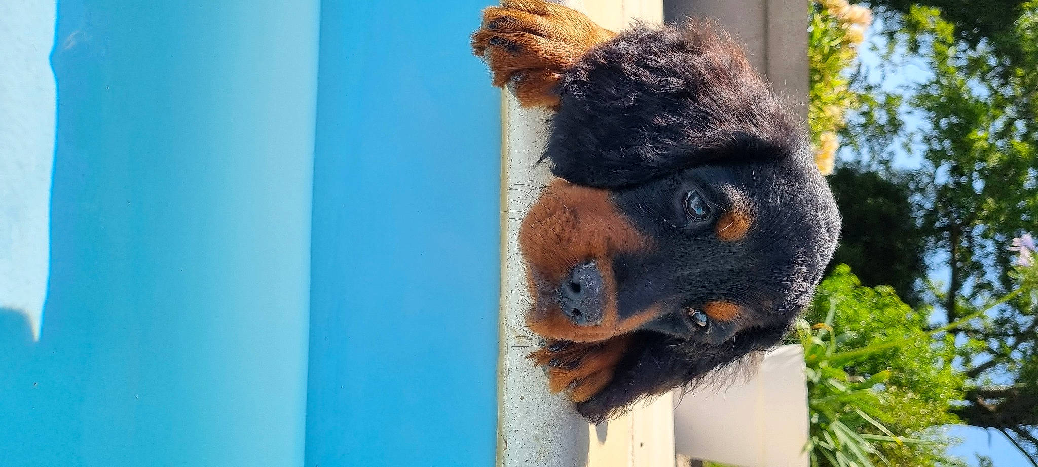 Sparrow participe au concours pour gagner de l'argent avec cette photo : electric_blue, fur, natural_material, primate, snout, terrestrial_animal, trunk, wildlife, zoo