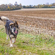 Paddy a rejoint le concours — aidez-le/la à gagner de superbes lots ! dog, outdoor, field, grass, path, autumn, nature, canine, tongue_out, fur, walking, rural, seasonal, animal, pet, happy, daylight, landscape, tree, background