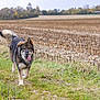 dog, outdoor, field, grass, path, autumn, nature, canine, tongue_out, fur, walking, rural, seasonal, animal, pet, happy, daylight, landscape, tree, background