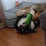 dog, upside_down, plush_toy, green_toy, wooden_floor, pet_bed, indoor, relaxed, playful, fur, black_and_white, small_toy, corner, animal, canine, cute, nose, ears, paw, mouth