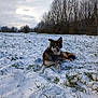 Paddy participe au concours pour gagner de l'argent avec cette photo : dog, snow, field, winter, trees, cloudy_sky, outdoor, animal, nature, fur, grass, relaxing, cold, landscape, canine, pet, snowflakes, forest, laying, scenery