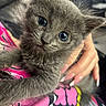 kitten, gray_fur, blue_eyes, close_up, hand, pet, cute, animal, feline, young_cat, indoor, soft_fur, person_holding, curious, pink_shirt, colorful, domestic_animal, whiskers, portrait, cuddly