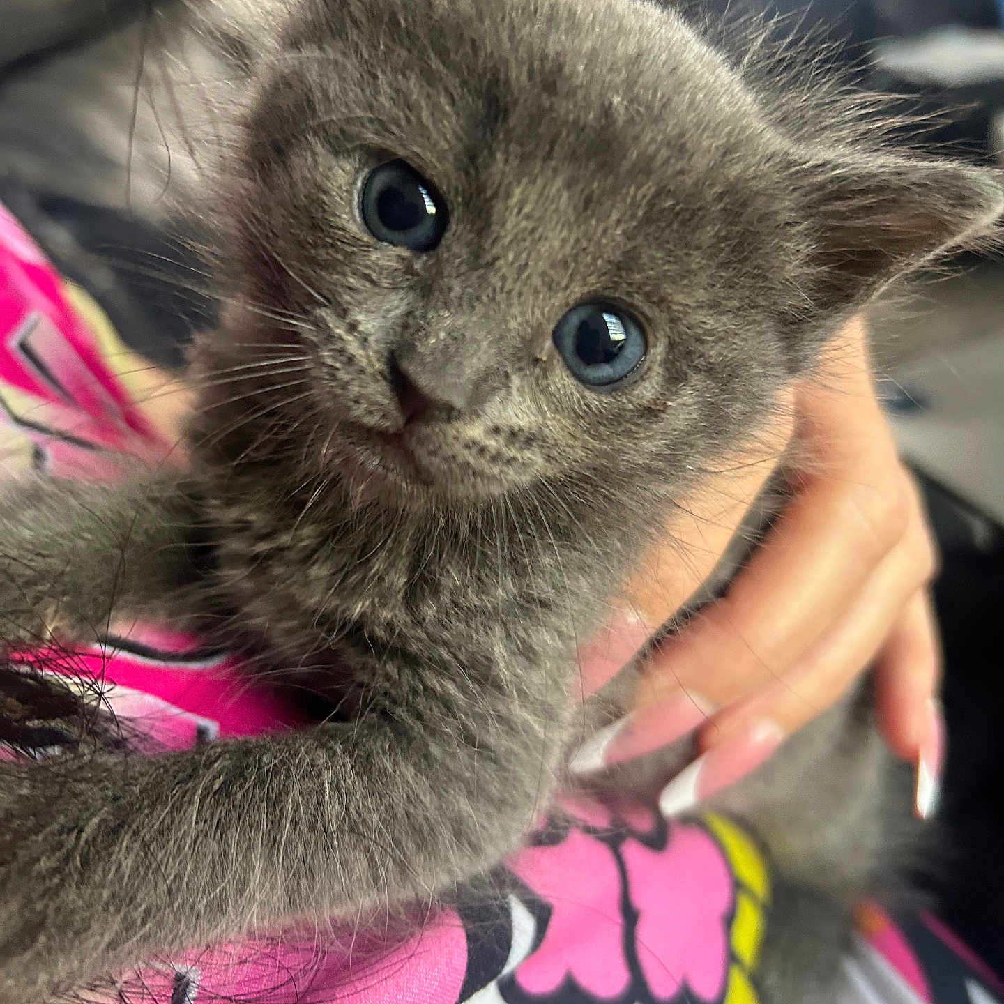 Mila is registered to the contest to win money with this photo: kitten, gray_fur, blue_eyes, close_up, hand, pet, cute, animal, feline, young_cat, indoor, soft_fur, person_holding, curious, pink_shirt, colorful, domestic_animal, whiskers, portrait, cuddly