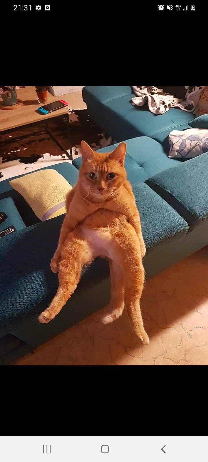 Linette a rejoint le concours — aidez-le/la à gagner de superbes lots ! carnivore, cat, chair, comfort, companion_dog, couch, dog_breed, domestic_short_haired_cat, fawn, felidae, flooring, fur, furniture, human_leg, small_to_medium_sized_cats, snout, tail, whiskers, window, wood