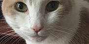 Marley joined the competition — help win amazing prizes! cat, close_up, green_eyes, whiskers, fur, pet, animal, indoor, curious, resting, paw, paper_towel, wooden_surface, face, cute, domestic_cat, mammal, feline, looking, portrait
