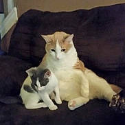 Marley joined the competition — help win amazing prizes! cat, cats, couch, feline, pet, indoor, relaxing, animal, fur, domestic_animal, two_cats, seated, brown_couch, white_cat, orange_cat, gray_cat, cozy, companion, resting, living_room