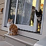 Wallie is registered to the contest to win money with this photo: cat, dog, outdoor, steps, sliding_door, window, reflection, house, pet, animal, curious, orange_cat, black_dog, doorway, home_interior, glass, nature, tree, sunset, quiet