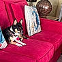 Wallie is registered to the contest to win money with this photo: dog, couch, red, pillow, lamp, living_room, pet, indoor, fur, collar, small_dog, decor, home, relaxing, animal, carpet, comfort, resting, furniture, domestic