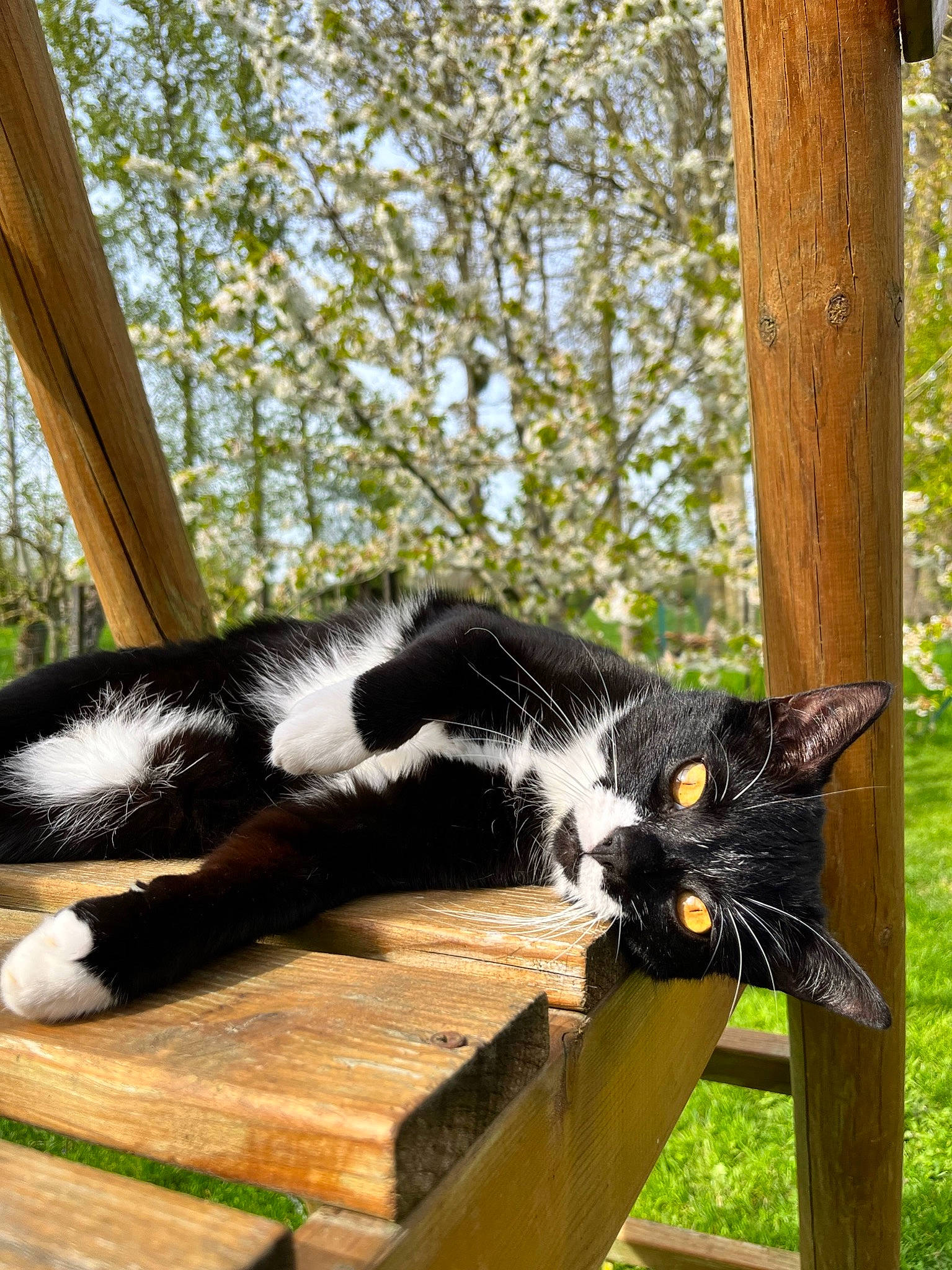 Pharaon a rejoint le concours — aidez-le/la à gagner de superbes lots ! black_cat, carnivore, cat, domestic_short_haired_cat, felidae, fur, grass, mammal, plant, shade, sky, small_to_medium_sized_cats, tail, terrestrial_animal, tints_and_shades, tree, whiskers, wildlife, window, wood