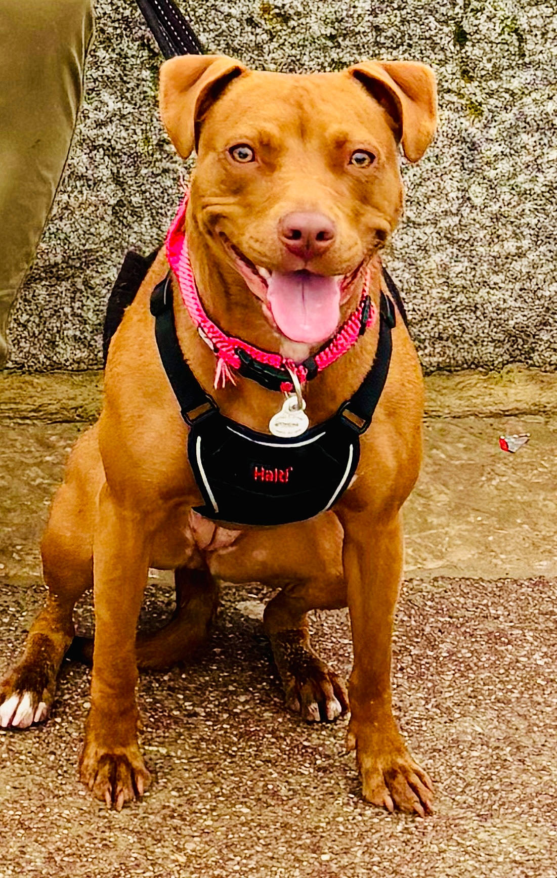 Vahiné participe au concours pour gagner de l'argent avec cette photo : accessories, animal, bulldog, canine, collar, dog, face, harness, head, hound, leash, person, pet, photography, pitbull, portrait, puppy, rock, snout, strap