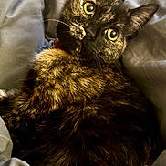 Tiramisu is registered to the contest to win money with this photo: animal, blanket, cat, closeup, comfort, cozy, curious, ears, feline, fur, gray, indoor, pet, portrait, relaxed, resting, soft, tortoiseshell, whiskers, yellow_eyes