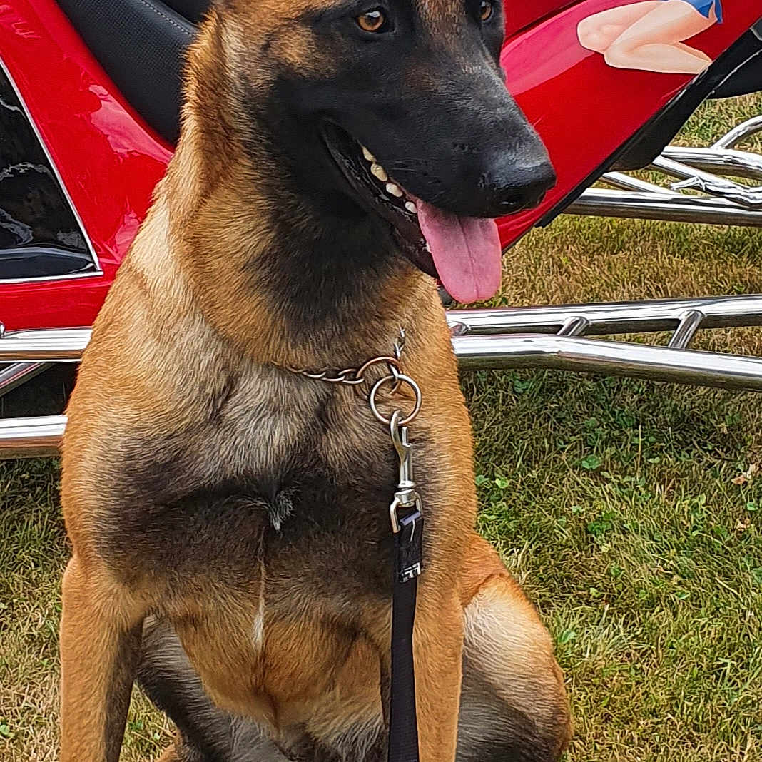 Shiva participe au concours pour gagner de l'argent avec cette photo : dog, belgian_malinois, canine, sitting, tongue_out, pointed_ears, black_mask, brown_fur, collar, leash, grass, outdoor, motorcycle, red_motorcycle, betty_boop, vehicle, portrait, alert, pet, daylight