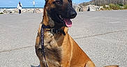 Shiva a rejoint le concours — aidez-le/la à gagner de superbes lots ! dog, belgian_malinois, pet, sitting, tongue_out, happy, outdoors, beach, seaside, ocean, sky, clouds, rocks, fence, road, pavement, leash, collar, sunlight, portrait