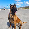 dog, belgian_malinois, pet, sitting, tongue_out, happy, outdoors, beach, seaside, ocean, sky, clouds, rocks, fence, road, pavement, leash, collar, sunlight, portrait