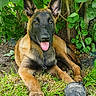 Shiva a rejoint le concours — aidez-le/la à gagner de superbes lots ! dog, puppy, belgian_malinois, pointy_ears, black_and_tan, tongue_out, happy, alert, lying_down, front_paws, ball, toy, grass, garden, plants, leaves, tree, outdoor, portrait, pet