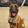Shiva participe au concours pour gagner de l'argent avec cette photo : dog, belgian_malinois, pet, sitting, smiling, tongue_out, open_mouth, upright_ears, brown_fur, black_mask, collar, leash, outdoor, sandy_ground, portrait, centered_composition, eagle_banner, flaming_skull, metal_theme, animal_photography