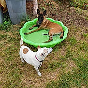 Shiva a rejoint le concours — aidez-le/la à gagner de superbes lots ! dog, dogs, belgian_malinois, jack_russell, kiddie_pool, water, backyard, garden, grass, outdoor, summer, playful, wet, soaking, standing, lying_down, animal, pet, flowers, tree