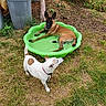 dog, dogs, belgian_malinois, jack_russell, kiddie_pool, water, backyard, garden, grass, outdoor, summer, playful, wet, soaking, standing, lying_down, animal, pet, flowers, tree