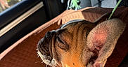 Ember joined the competition — help win amazing prizes! dog, french_bulldog, puppy, car_interior, dog_bed, sunlight, leash, resting, closeup, pet, animal, cozy, brown, black, seat, window, daylight, sleepy, cute, side_profile