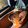 dog, french_bulldog, puppy, car_interior, dog_bed, sunlight, leash, resting, closeup, pet, animal, cozy, brown, black, seat, window, daylight, sleepy, cute, side_profile