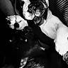 Ember is registered to the contest to win money with this photo: dog, puppy, black_and_white, couch, paw, cute, pet, playful, indoor, relaxed, animal, fur, snout, face, companion, friendship, cozy, closeup, expression, canine