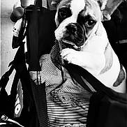 Ember is registered to the contest to win money with this photo: dog, french_bulldog, puppy, pet, carrier, mesh, ears, person, legs, bag, black_and_white, cute, looking, indoor, fabric, striped, animal, young_dog, close_up, portrait