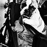dog, french_bulldog, puppy, pet, carrier, mesh, ears, person, legs, bag, black_and_white, cute, looking, indoor, fabric, striped, animal, young_dog, close_up, portrait