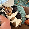 Ember joined the competition — help win amazing prizes! puppy, dog, snuggling, sleeping, couch, blanket, brown_and_white, black, paw, cozy, indoor, human_arm, tattoo, furniture, relaxing, pet, companion, soft, rest, cute