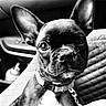Arlo joined the competition — help win amazing prizes! dog, puppy, french_bulldog, black_and_white, close_up, pet, animal, car_interior, seat, collar, leash, ears, eyes, snout, fur, portrait, pet_portrait, indoors, vehicle, cute