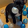 Arlo is registered to the contest to win money with this photo: dog, black_dog, ball, plastic_balls, play_area, pet, cute, small_dog, ears, mouth, toy, indoor, animal, playful, looking_up, floor, collar, white_chest, round_objects, young_dog