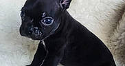 Arlo is registered to the contest to win money with this photo: puppy, dog, black_dog, small_dog, cute, pet, animal, fluffy_blanket, white_blanket, sitting, indoors, fur, ears, young, portrait, looking, canine, adorable, domestic_animal, baby_dog