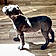 Arlo