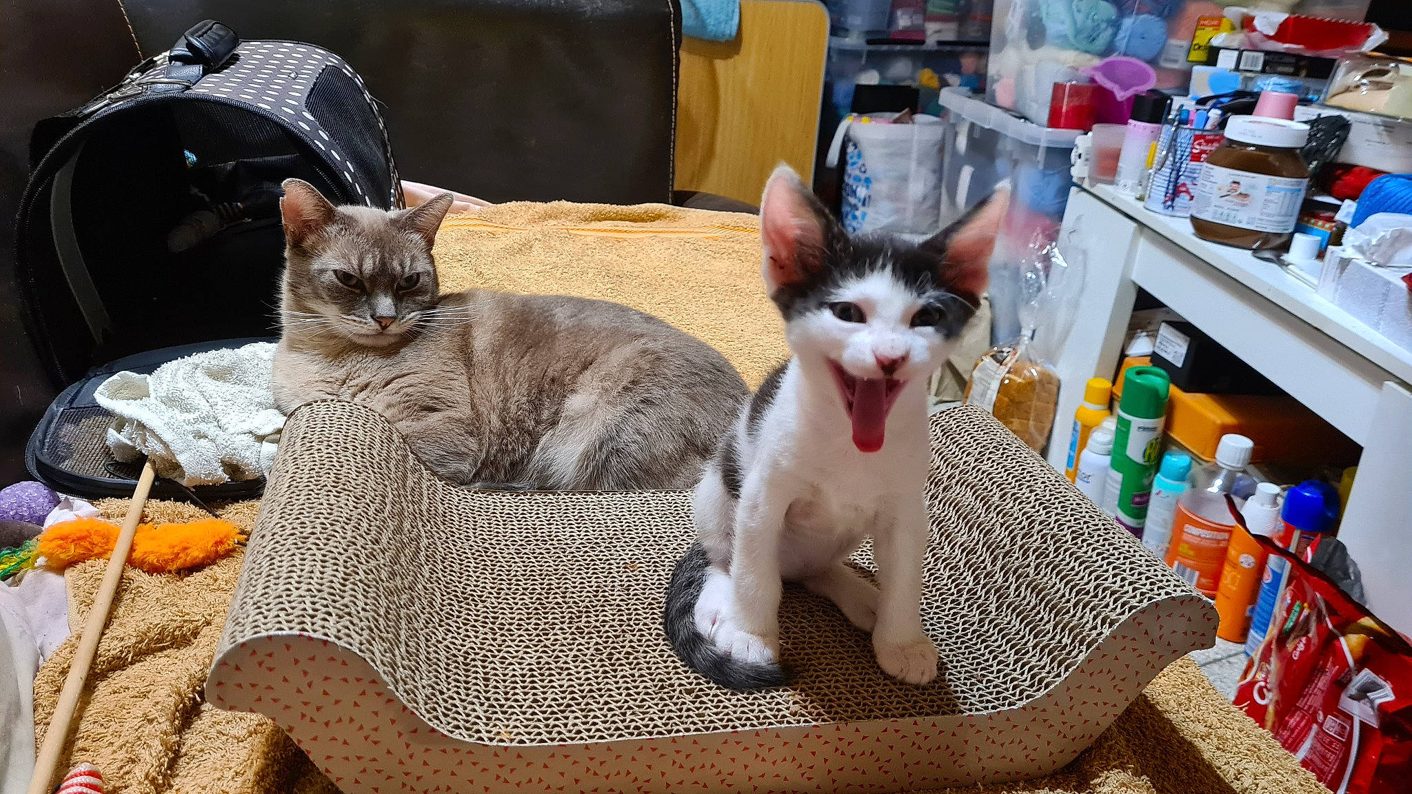 Michael a rejoint le concours — aidez-le/la à gagner de superbes lots ! bottle, box, carnivore, cat, cat_furniture, cat_supply, comfort, domestic_short_haired_cat, fawn, felidae, fur, paw, pet_supply, small_to_medium_sized_cats, tail, thai, water_bottle, whiskers