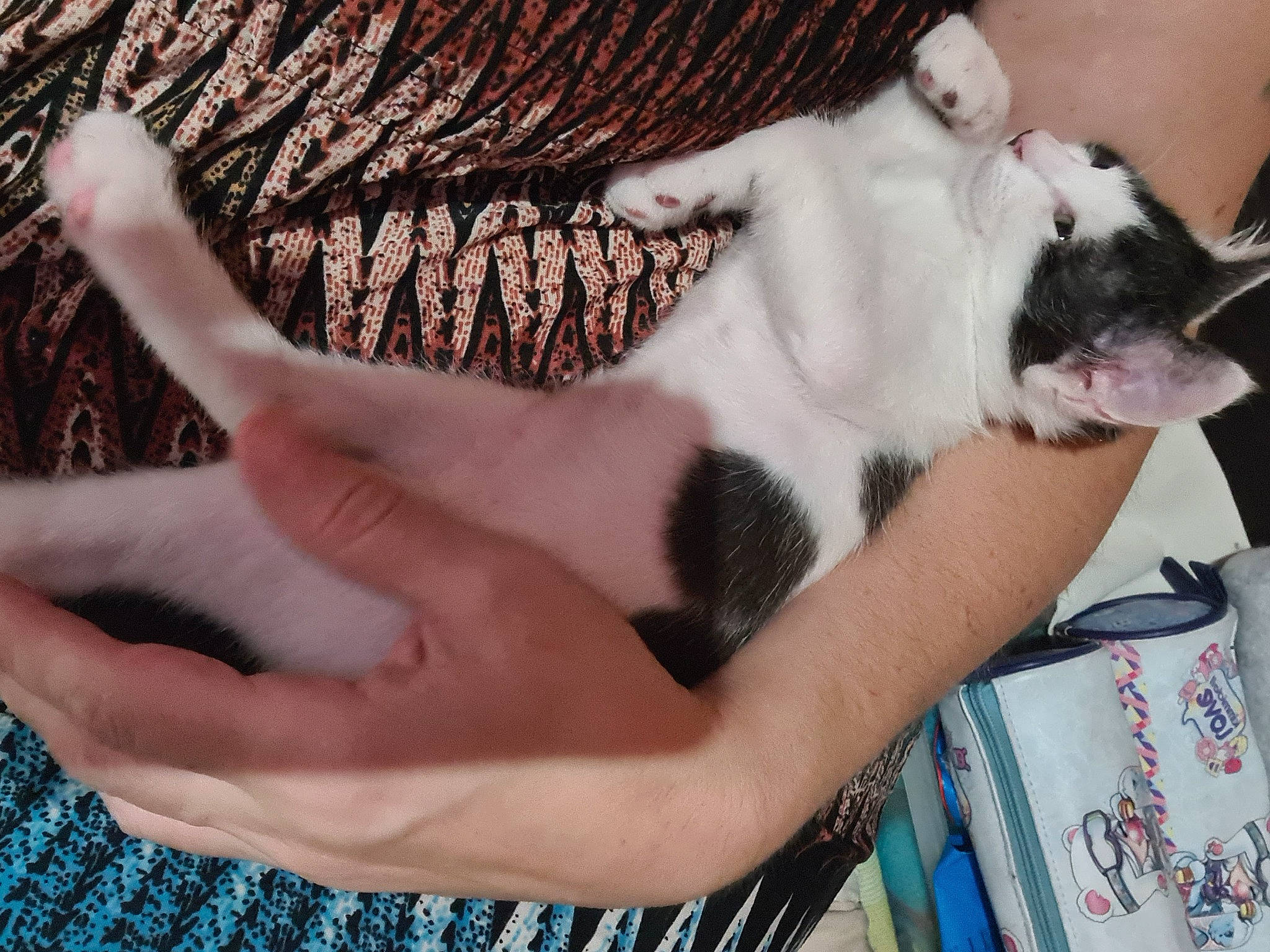 Michael a rejoint le concours — aidez-le/la à gagner de superbes lots ! carnivore, cat, claw, comfort, companion_dog, domestic_short_haired_cat, fawn, felidae, finger, fur, gesture, human_leg, leg, nail, paw, small_to_medium_sized_cats, snout, tail, whiskers, wrist