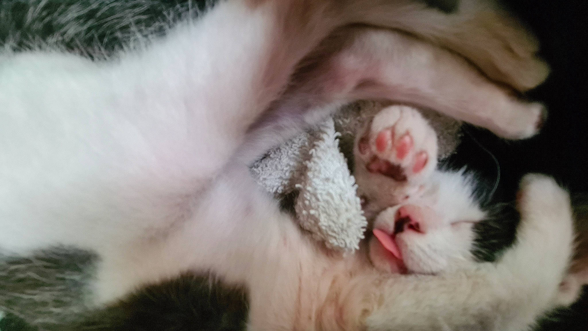 Michael a rejoint le concours — aidez-le/la à gagner de superbes lots ! carnivore, cat, claw, close_up, dog_breed, fang, fawn, felidae, foot, fur, iris, paw, small_to_medium_sized_cats, snout, terrestrial_animal, whiskers