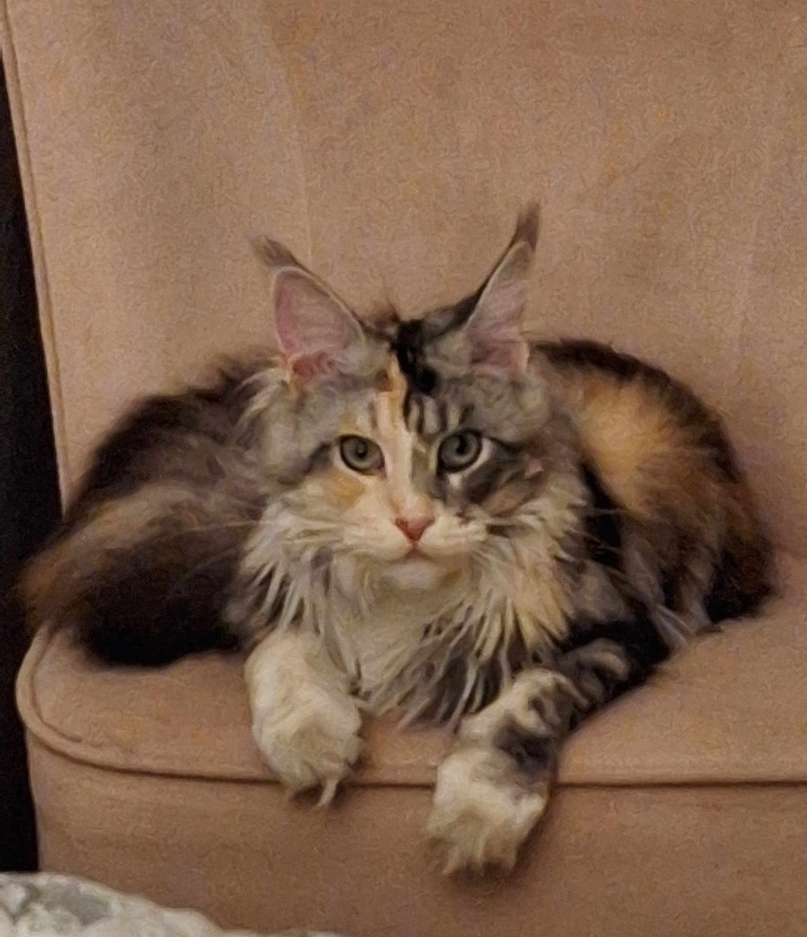 Alma participe au concours pour gagner de l'argent avec cette photo : cat, feline, pet, animal, fluffy, fur, ears, paws, chair, indoor, resting, looking, cute, mammal, domestic_animal, whiskers, closeup, relaxed, beige, portrait