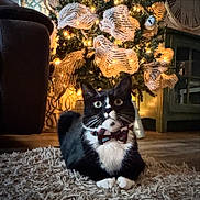 Crush is registered to the contest to win money with this photo: animal, black_and_white, bow_tie, cat, christmas_tree, cozy, ears, feline, festive, floor, fur, holiday_decor, indoor, lights, pet, portrait, ribbon, rug, tuxedo_cat, whiskers