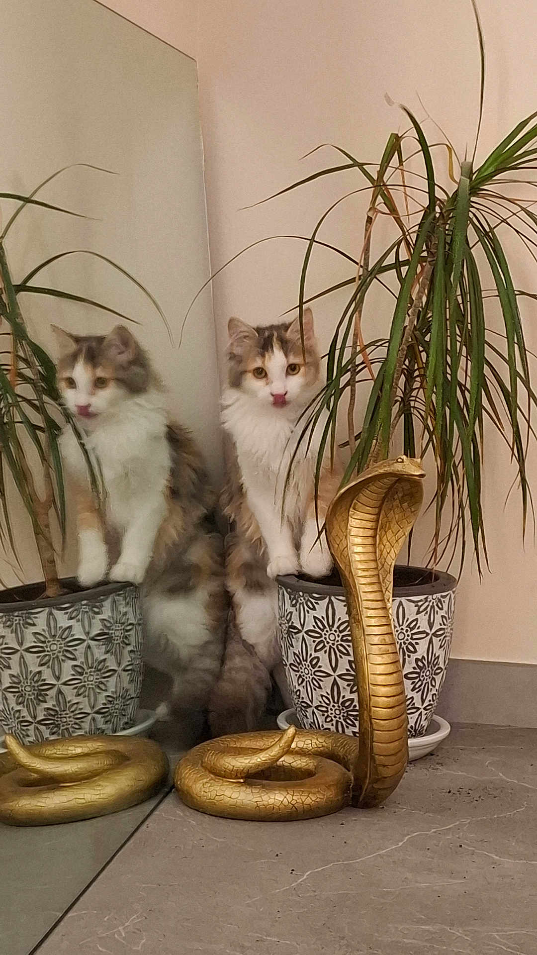 Plume a rejoint le concours — aidez-le/la à gagner de superbes lots ! cat, mirror, reflection, plant, potted_plant, decor, cobra_statue, floor, indoor, feline, tongue_out, curious, green_leaves, ceramic_pot, patterned_pot, animal, pet, soft_fur, golden_statue, houseplant