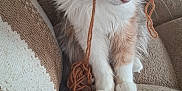 Plume a rejoint le concours — aidez-le/la à gagner de superbes lots ! cat, yarn, couch, furniture, pet, indoor, fluffy, curious, playful, brown, white, orange, cozy, textured, knitted, paws, sitting, animal, domestic, relaxed