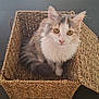 cat, pet, animal, feline, basket, woven_basket, table, indoor, curious, fluffy, yellow_eyes, cute, domestic_cat, looking_at_camera, sitting, fur, whiskers, ears, tail, cozy